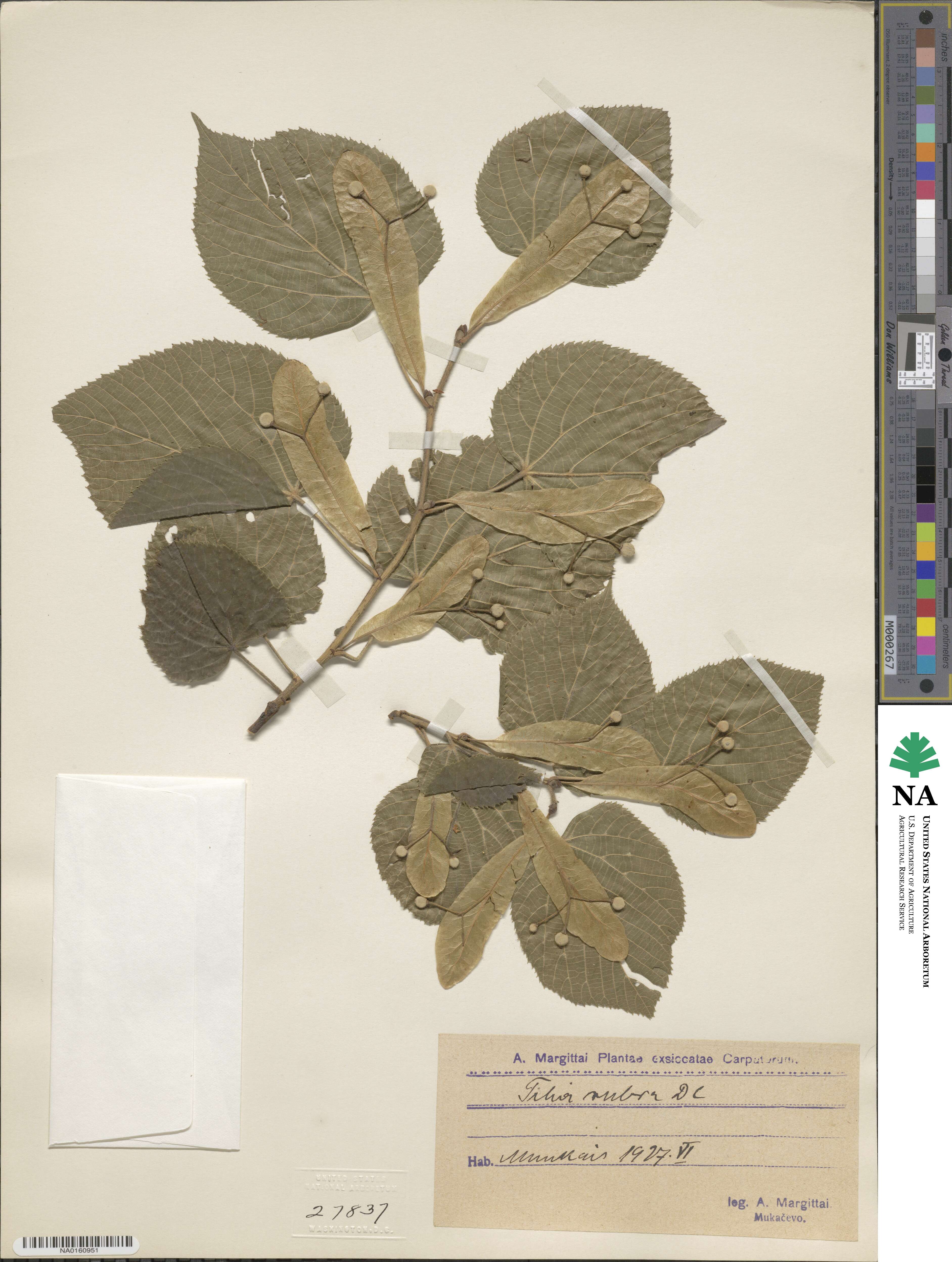 Tilia platyphyllos subsp. corinthiaca image