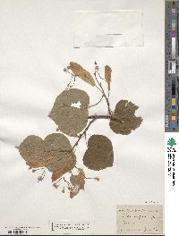 Tilia × vulgaris image