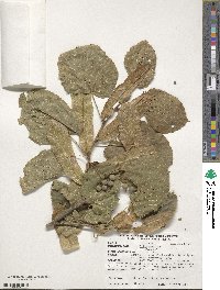 Tilia americana image