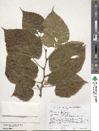 Tilia americana image