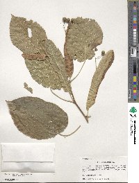 Tilia americana image