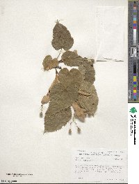 Tilia americana image