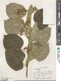 Tilia americana image