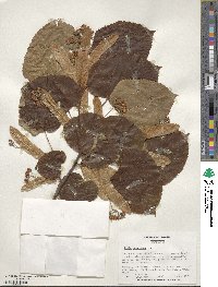 Tilia americana image