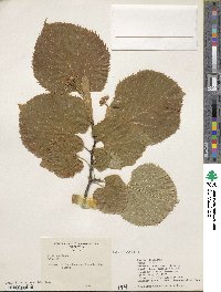 Tilia americana image