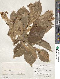 Tilia americana image