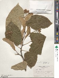 Tilia americana image