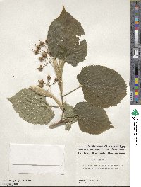 Tilia americana image