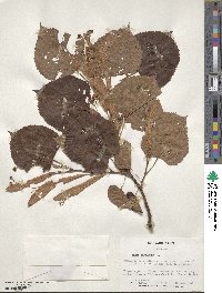 Tilia americana image