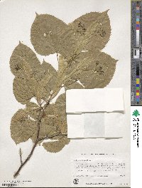 Tilia americana image