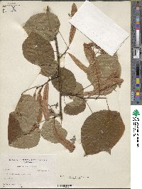 Tilia americana image