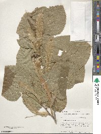 Tilia americana image