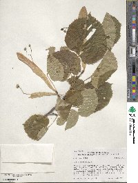 Tilia americana image