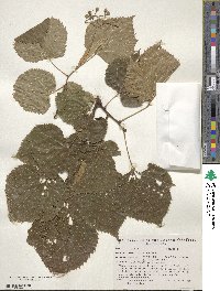 Tilia americana image