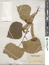 Tilia americana image