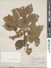 Tilia americana image