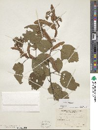 Tilia americana image