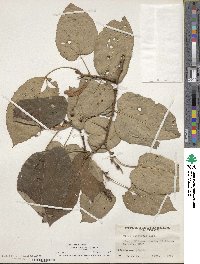 Tilia americana image