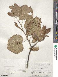 Tilia americana image