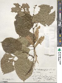 Tilia americana image