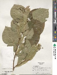 Tilia americana image