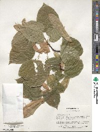 Tilia americana image