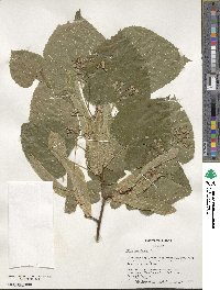 Tilia americana image