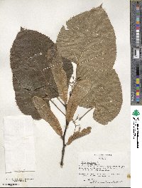 Tilia americana image