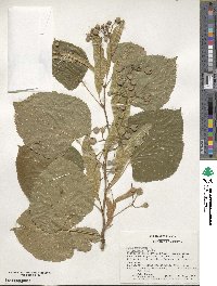 Tilia americana image