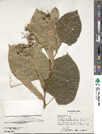 Tilia americana image