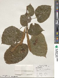 Tilia americana image