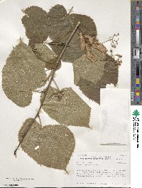 Tilia americana image