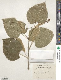 Tilia americana image