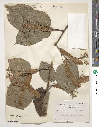 Tilia americana image