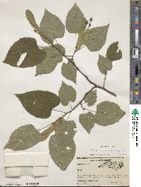 Tilia americana image