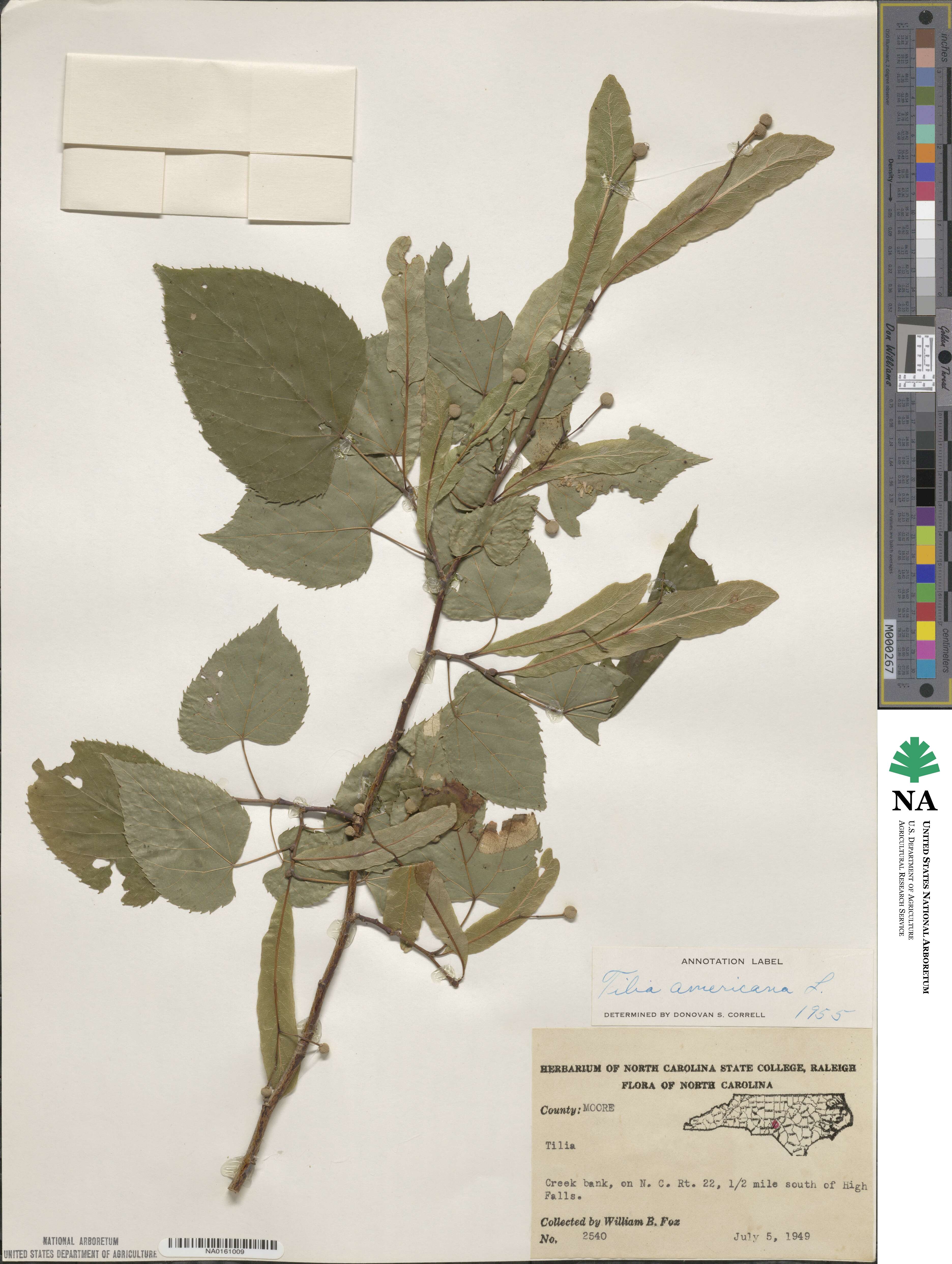 Tilia image
