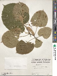 Tilia americana image