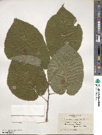 Tilia americana image