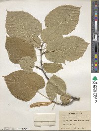 Tilia americana image