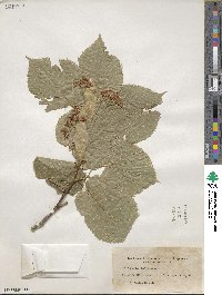 Tilia americana image