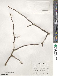 Tilia americana image