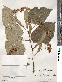 Tilia americana image