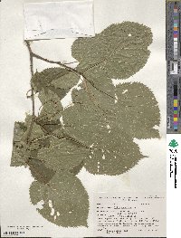 Tilia americana image