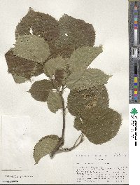 Tilia americana image