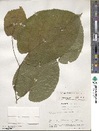 Tilia americana image