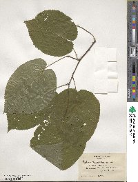 Tilia americana image