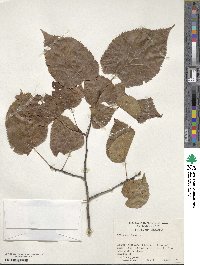 Tilia americana image