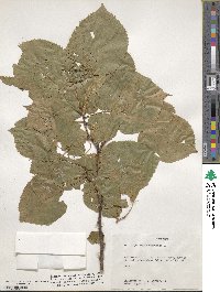 Tilia americana image