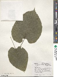 Tilia americana image