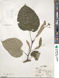 Tilia americana image